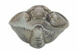 Wide Enrolled Flexicalymene Trilobite - Mt Orab, Ohio #245184-1